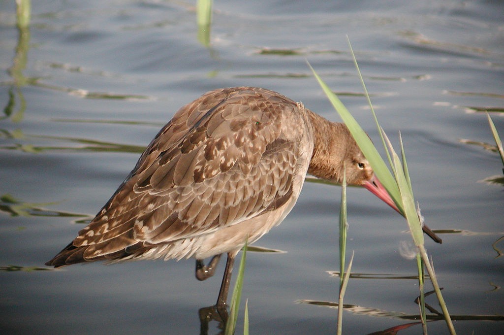 Black-tailed Godwit - ML49839821