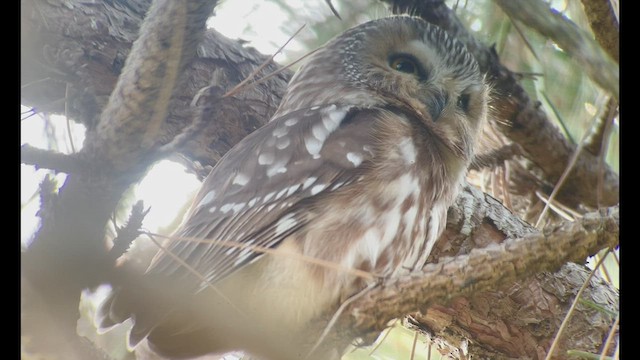 Northern Saw-whet Owl - ML498398461