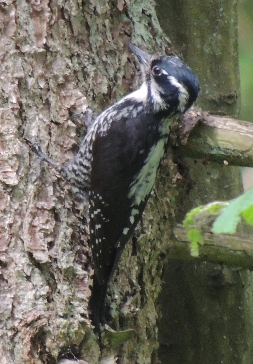Eurasian Three-toed Woodpecker - ML498399331