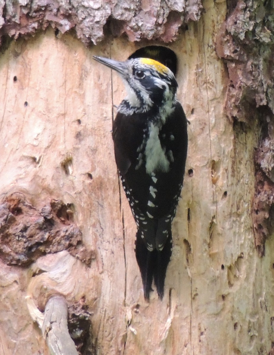 Eurasian Three-toed Woodpecker - Mark Easterbrook