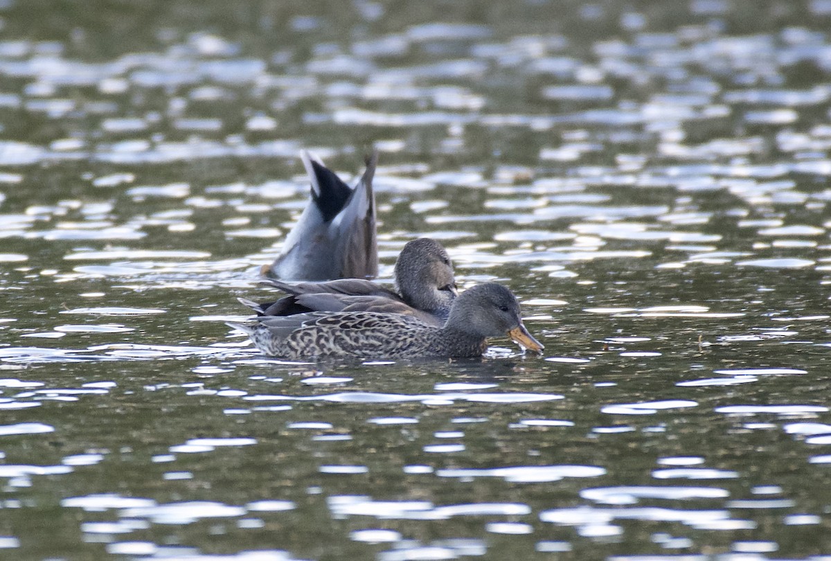 Gadwall - ML498399421