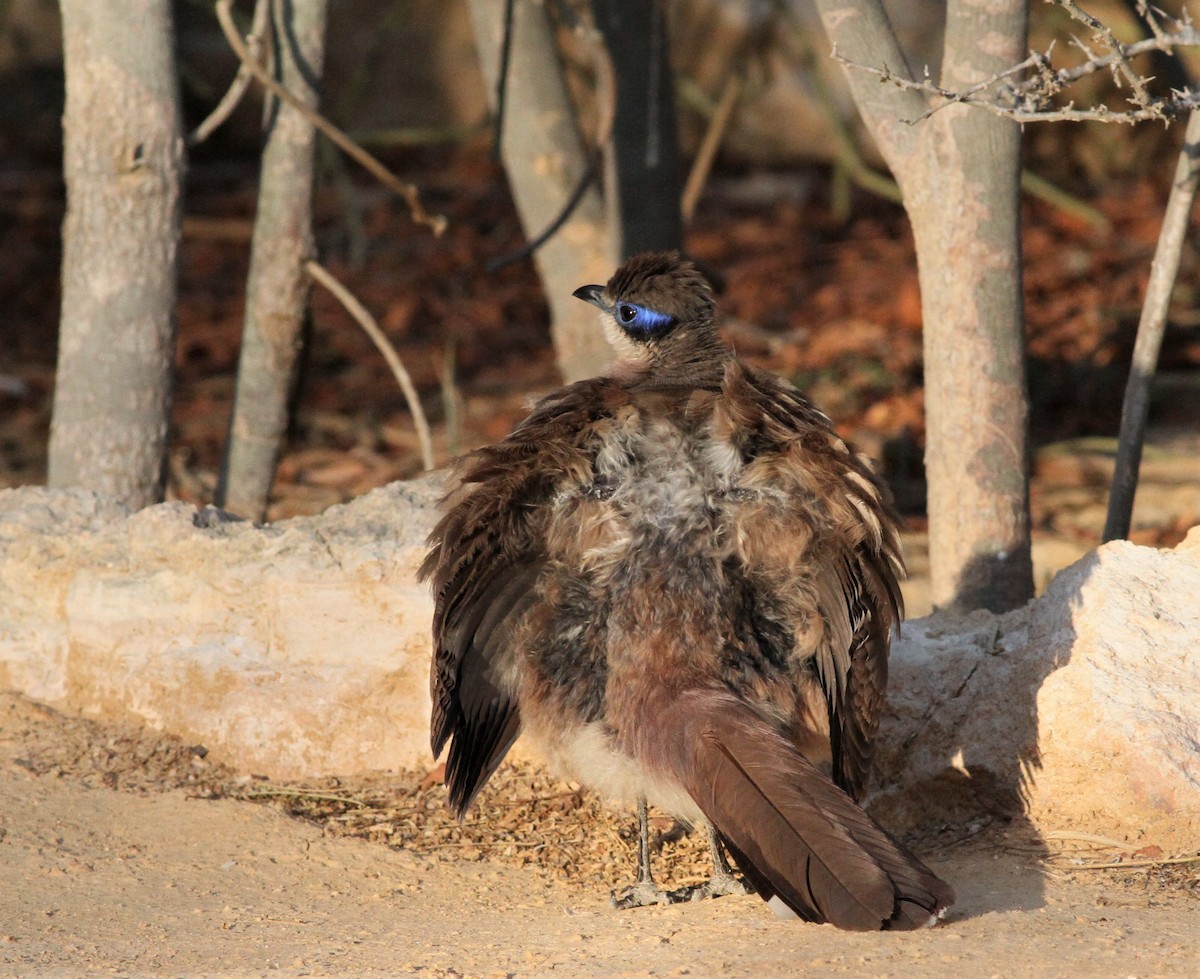 Red-capped Coua - ML498400111