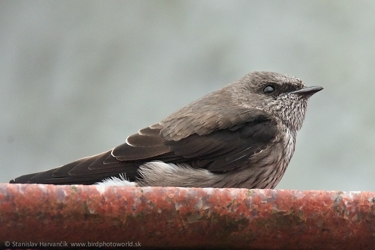 Golondrina de las Mascareñas - ML498400211