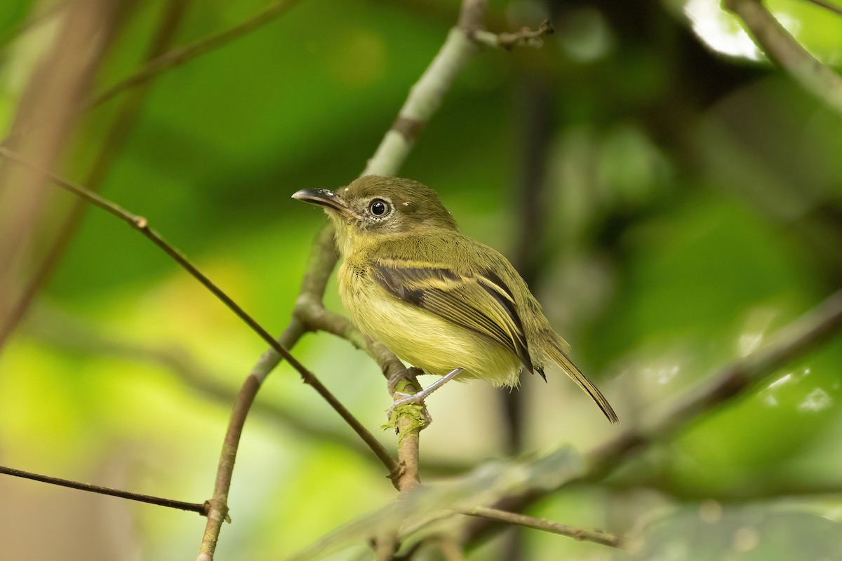 Southern Bentbill - Sage Bylin