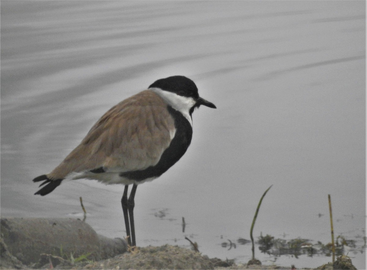 Spur-winged Lapwing - Güneş Deniz Yıldırım