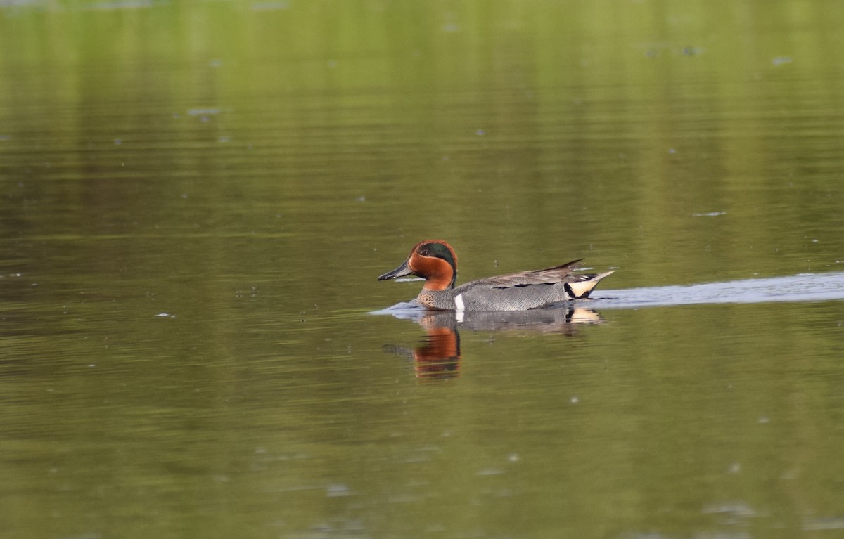 Green-winged Teal - Dominique Blanc