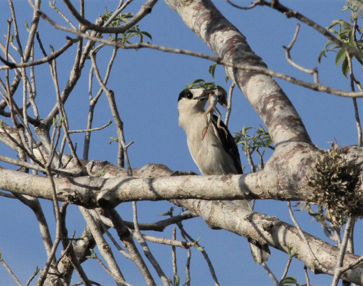 Hook-billed Vanga - ML498403981