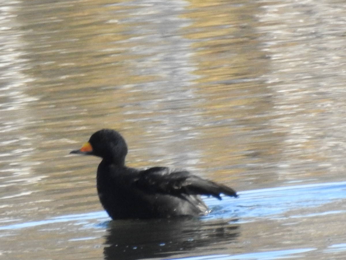 Синьга американська - ML498405581