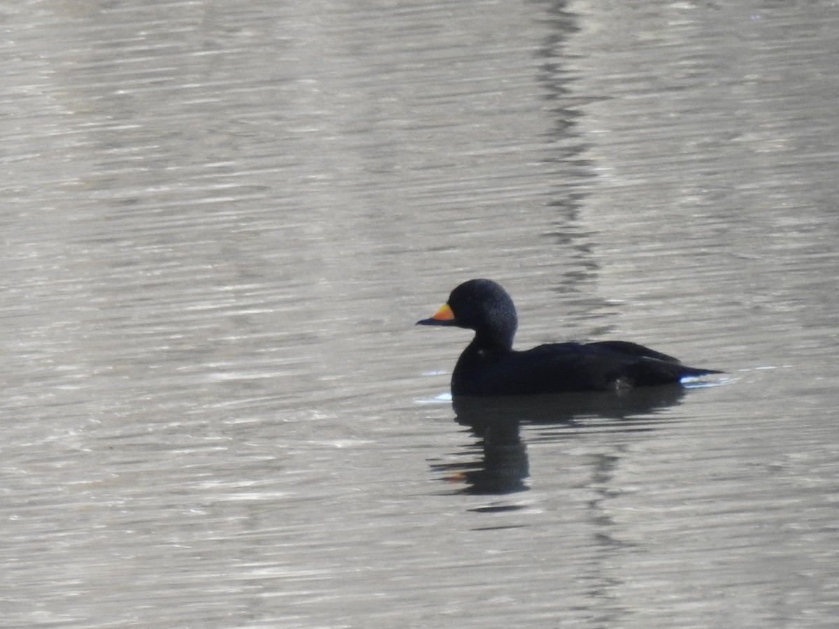 Синьга американська - ML498405591