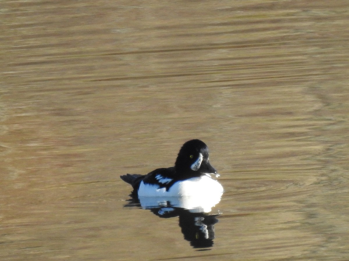 Гоголь ісландський - ML498405641