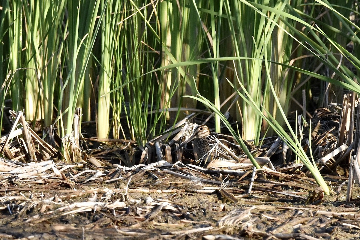 Wilson's Snipe - Paul Nelson