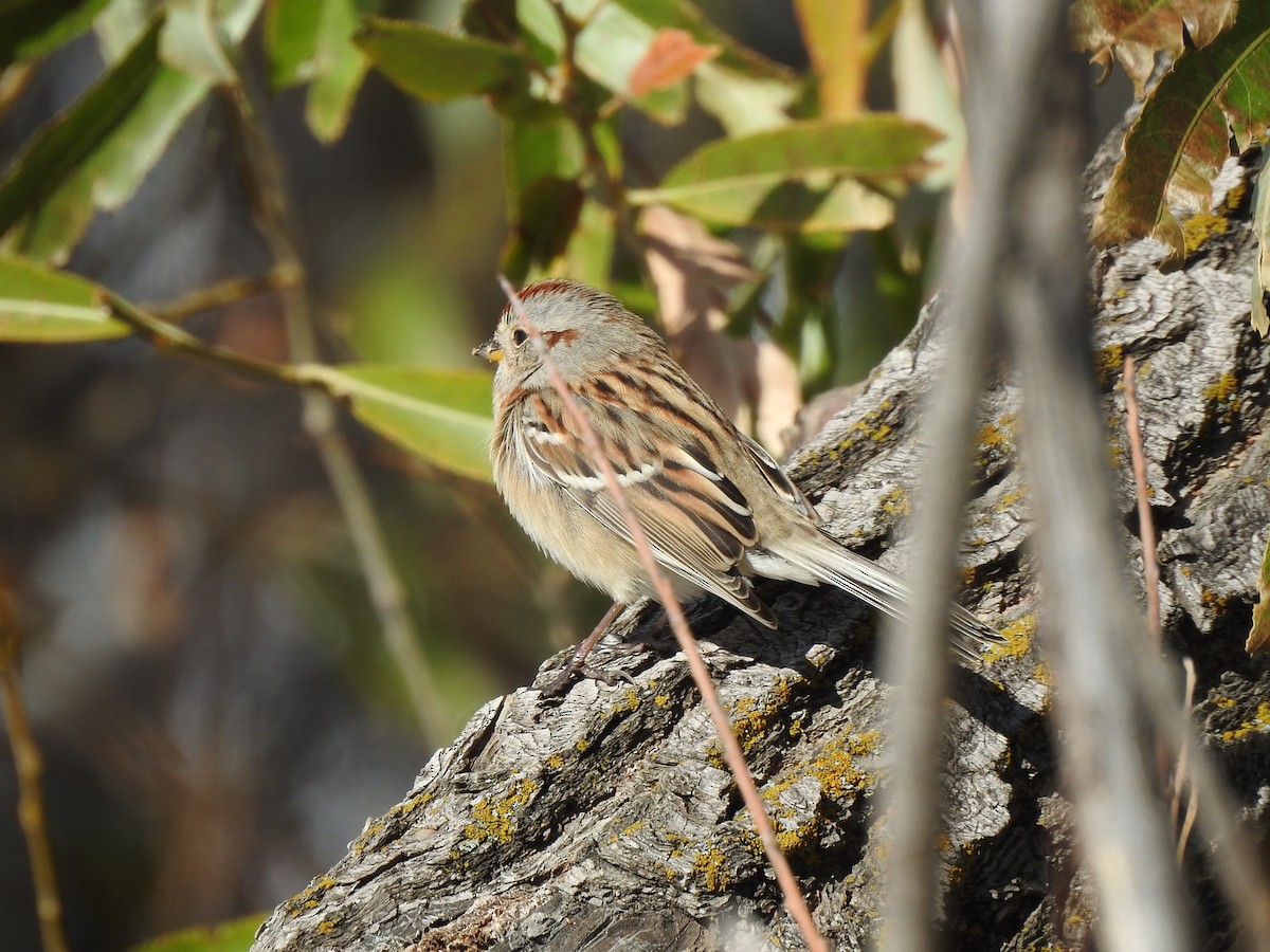 American Tree Sparrow - ML498406421