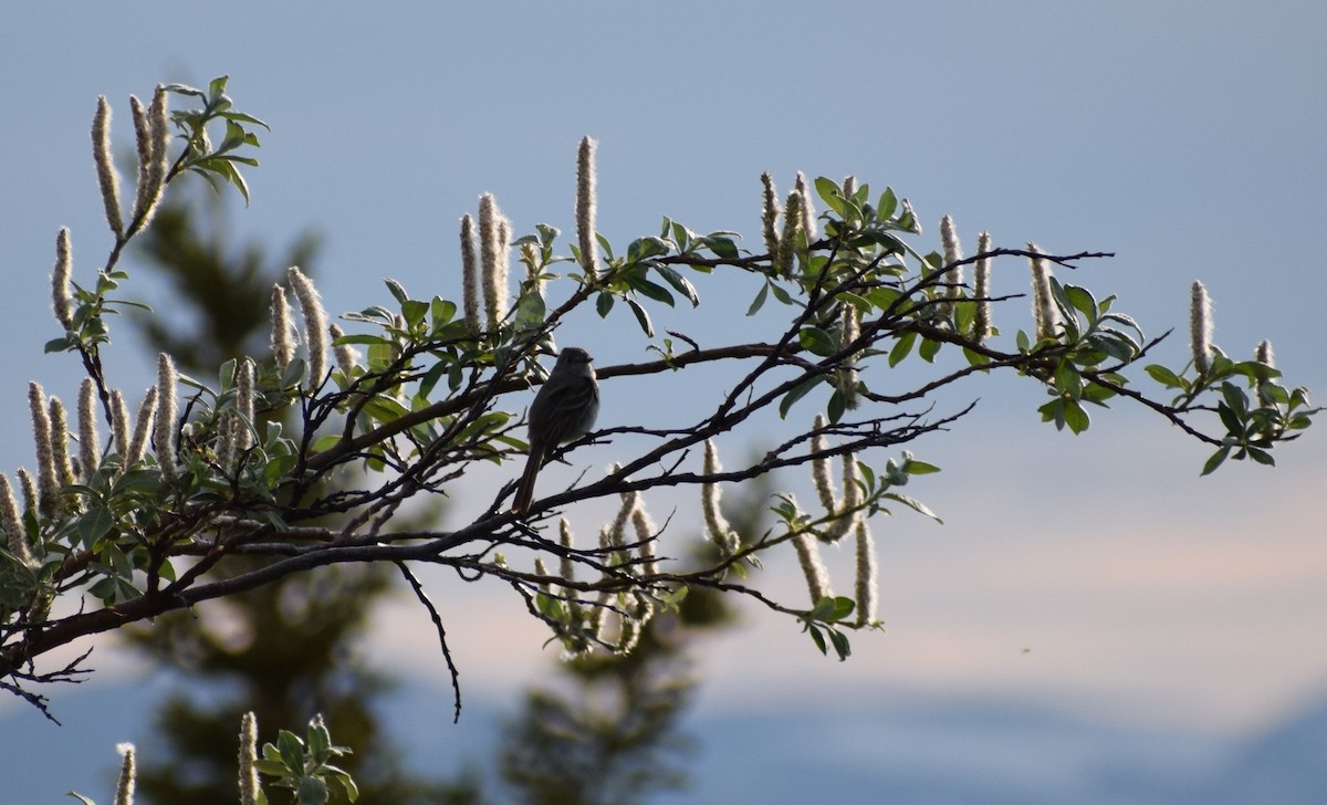 Dusky Flycatcher - ML498406511