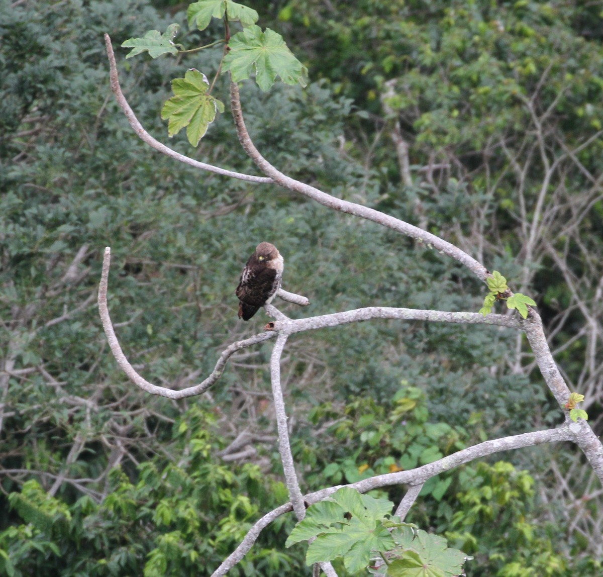 Rotschwanzbussard - ML49840731