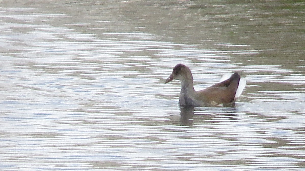 Common Gallinule - ML498408061