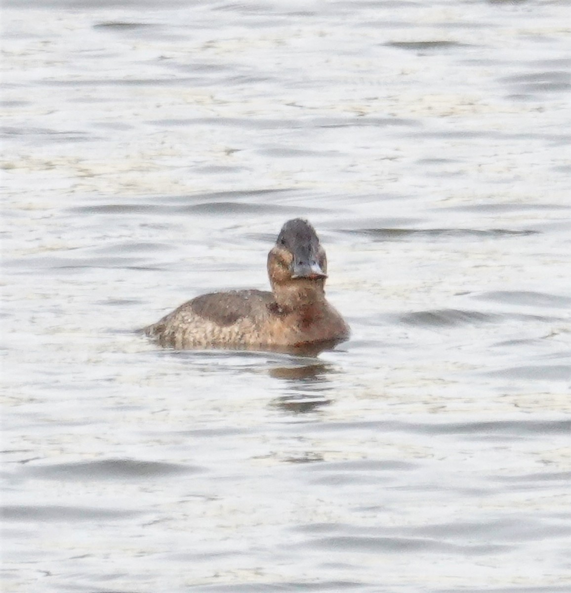 Ruddy Duck - Brian Lineaweaver