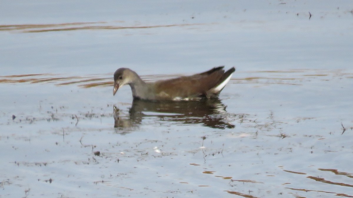 Common Gallinule - ML498408131