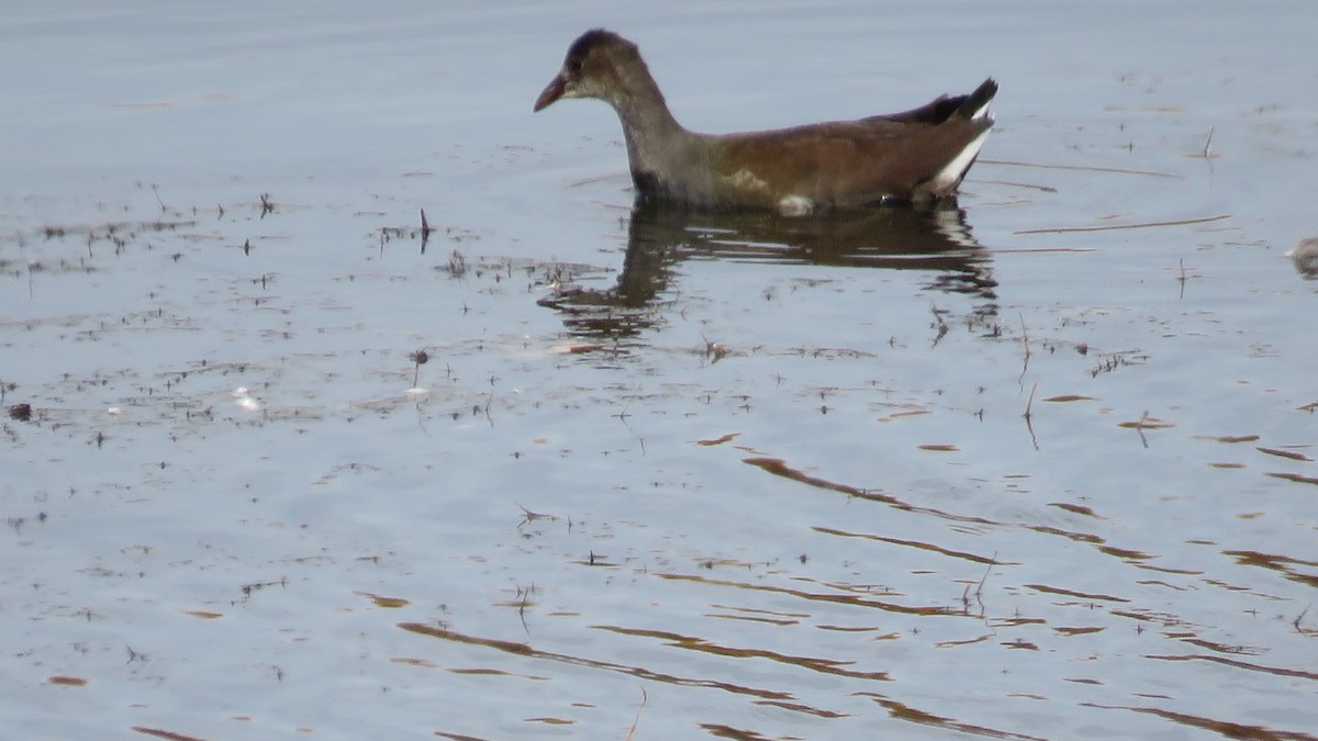 Common Gallinule - ML498408141