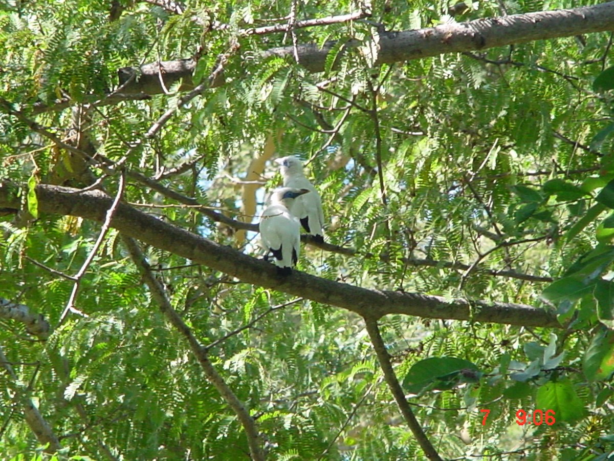 Bali Myna - ML498408421