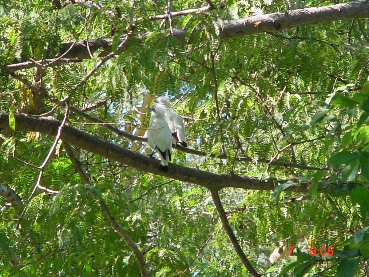 Bali Myna - ML498408431