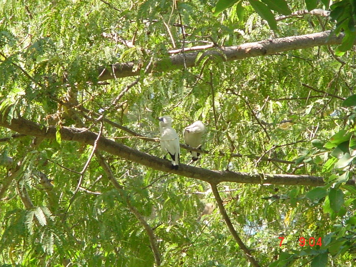 Bali Myna - ML498408461