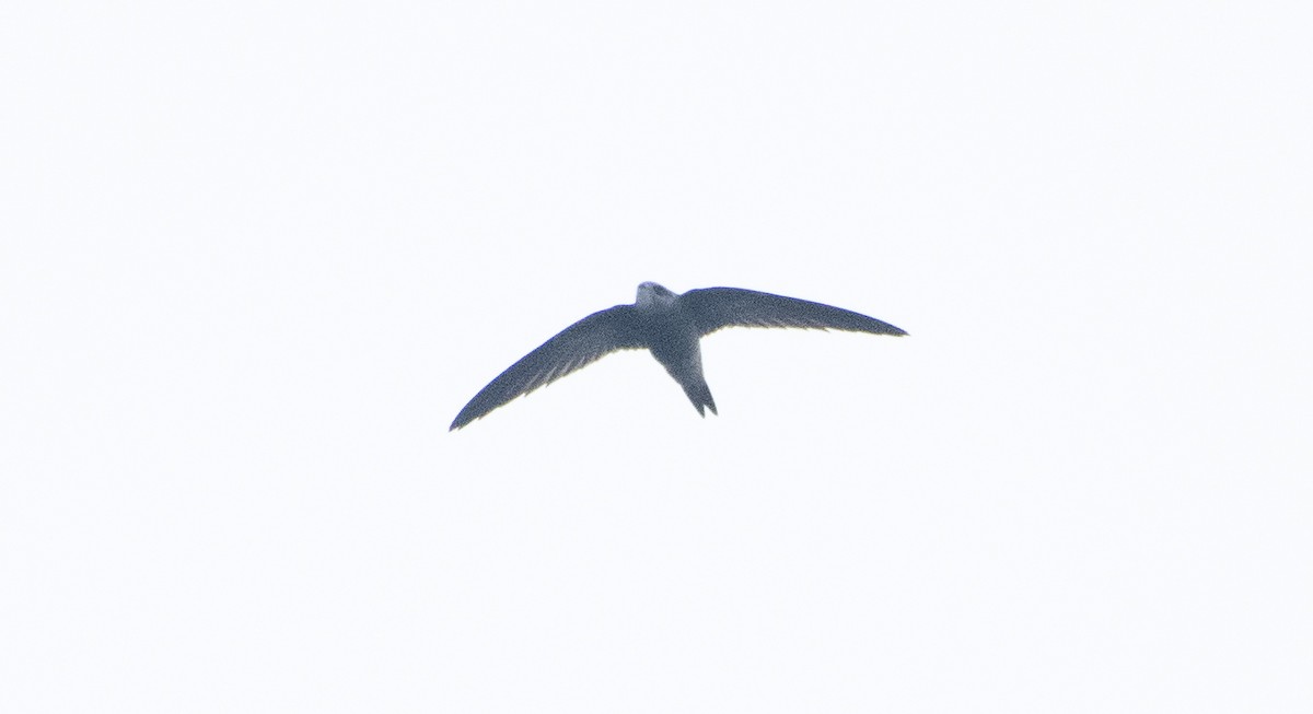 Pallid Swift - ML498409801