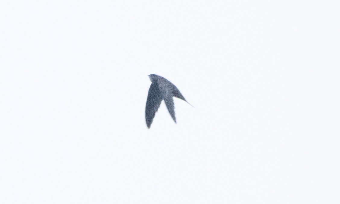 Pallid Swift - ML498409811