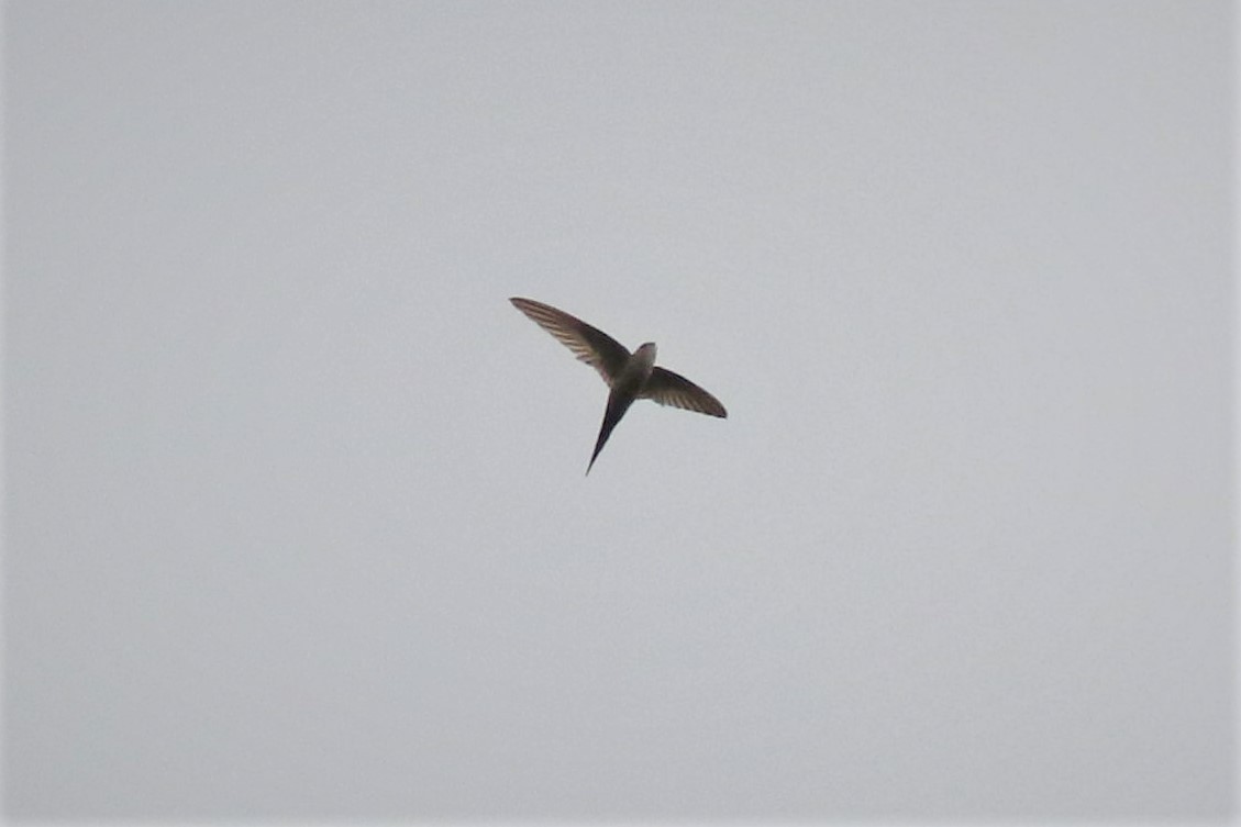 African Palm Swift - ML498411791