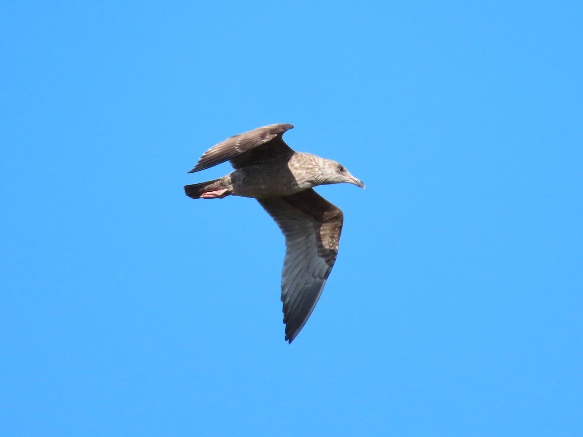 Herring Gull (American) - ML498412231