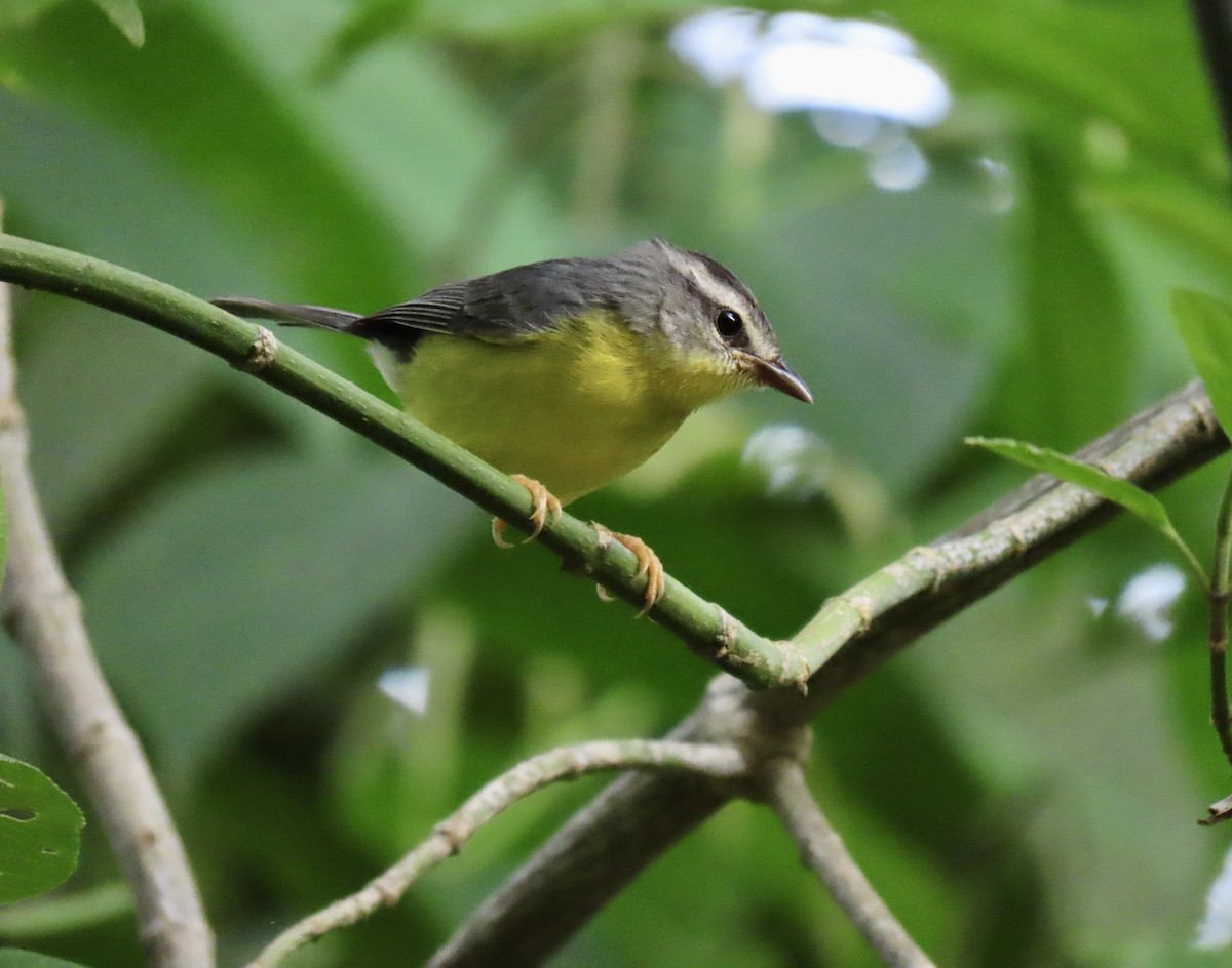 Golden-crowned Warbler - Cristian de Jesus Sierra Villalba
