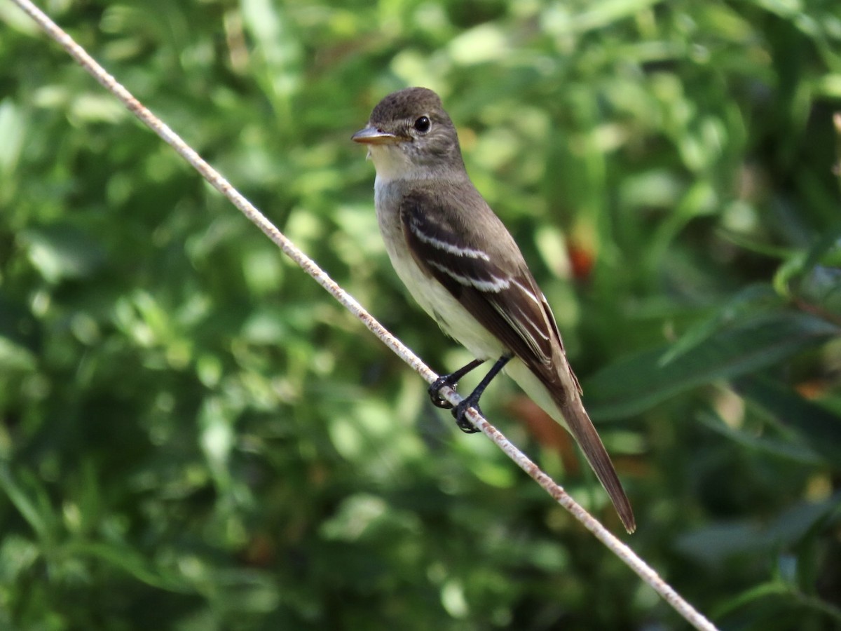 Willow Flycatcher - ML498413181