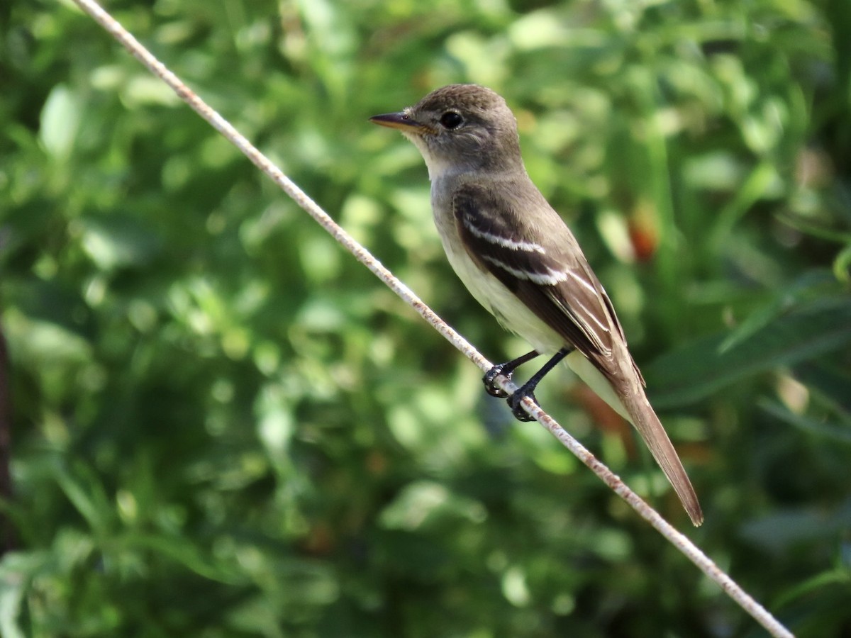 Willow Flycatcher - ML498413191