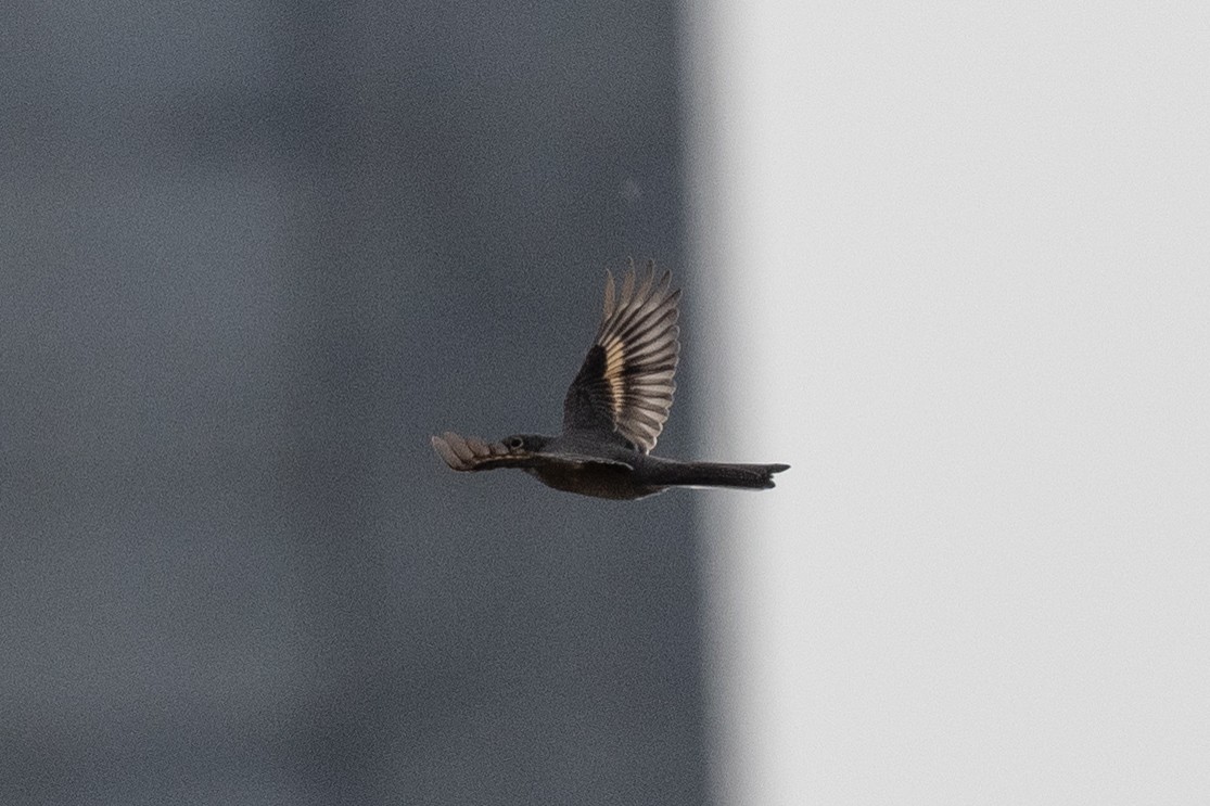 Townsend's Solitaire - ML498413311