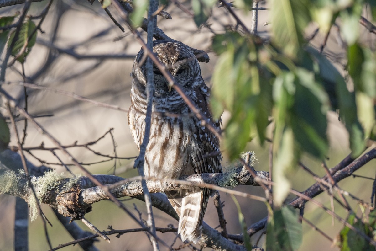 Barred Owl - ML498413401