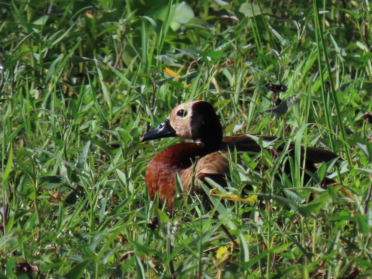 White-faced Whistling-Duck - ML498413751