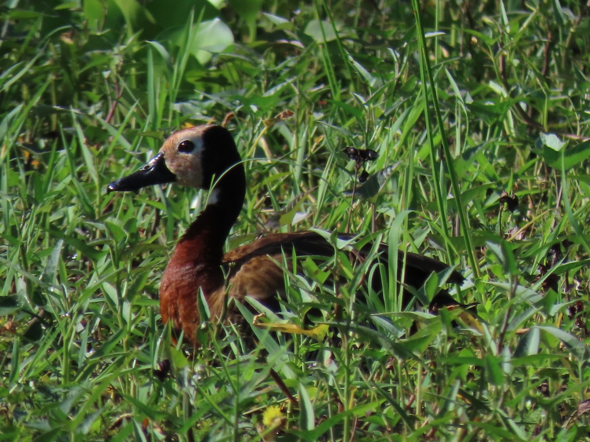 White-faced Whistling-Duck - ML498413761