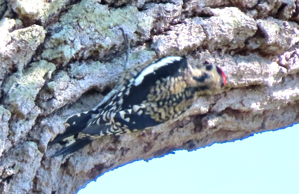 Yellow-bellied Sapsucker - ML498413991