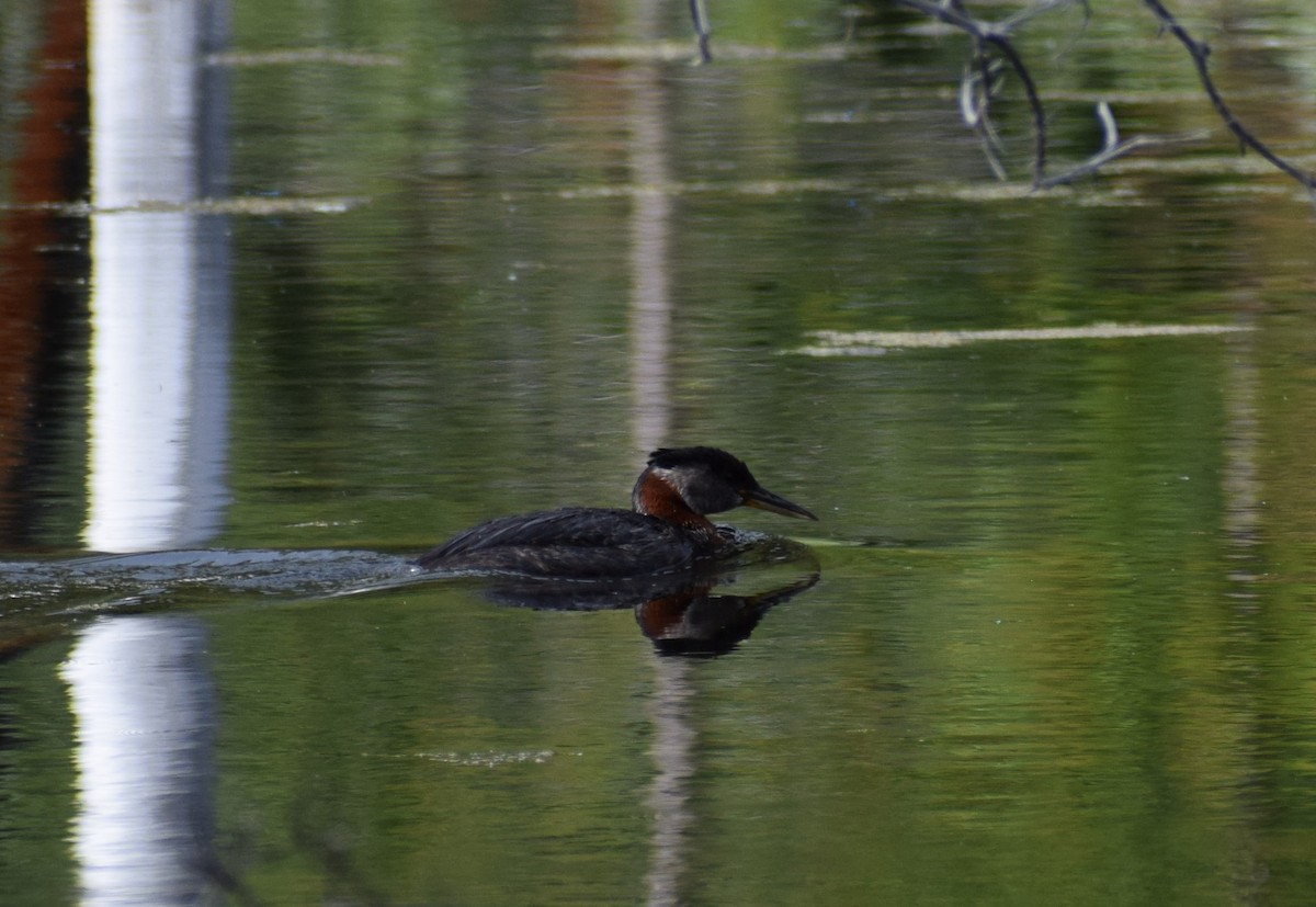 Red-necked Grebe - ML498414101