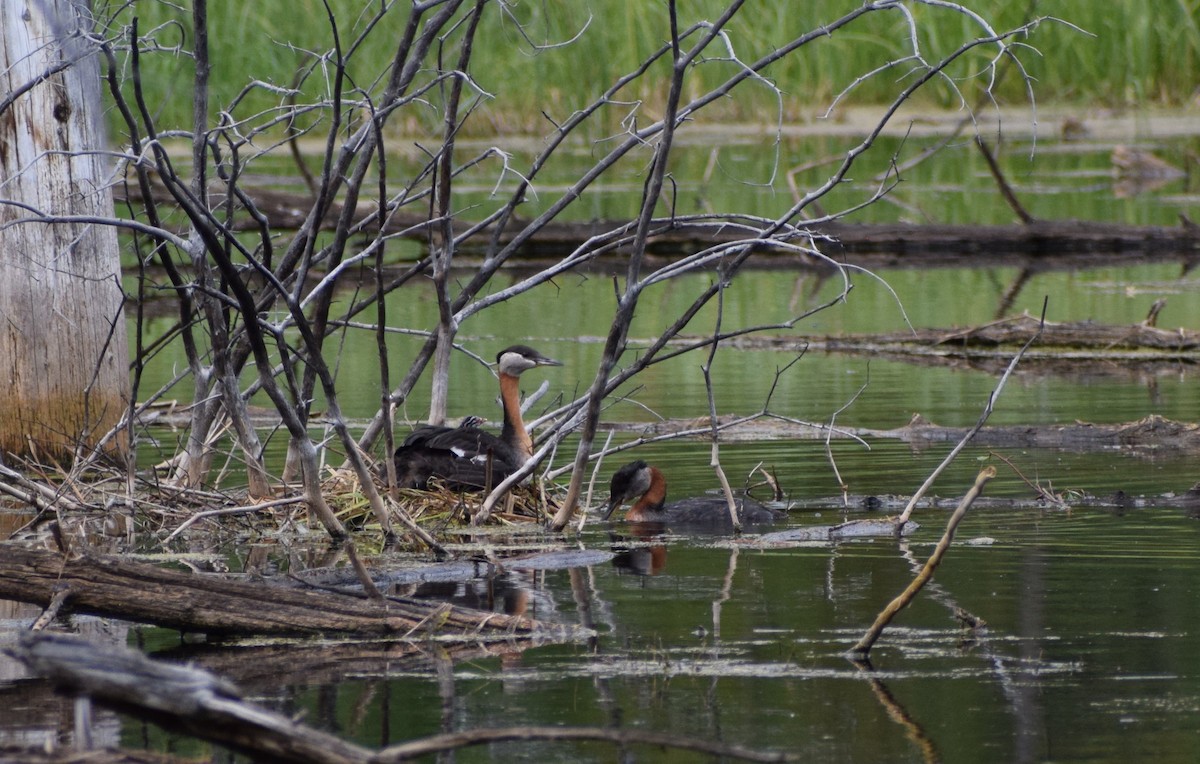 Red-necked Grebe - ML498414161