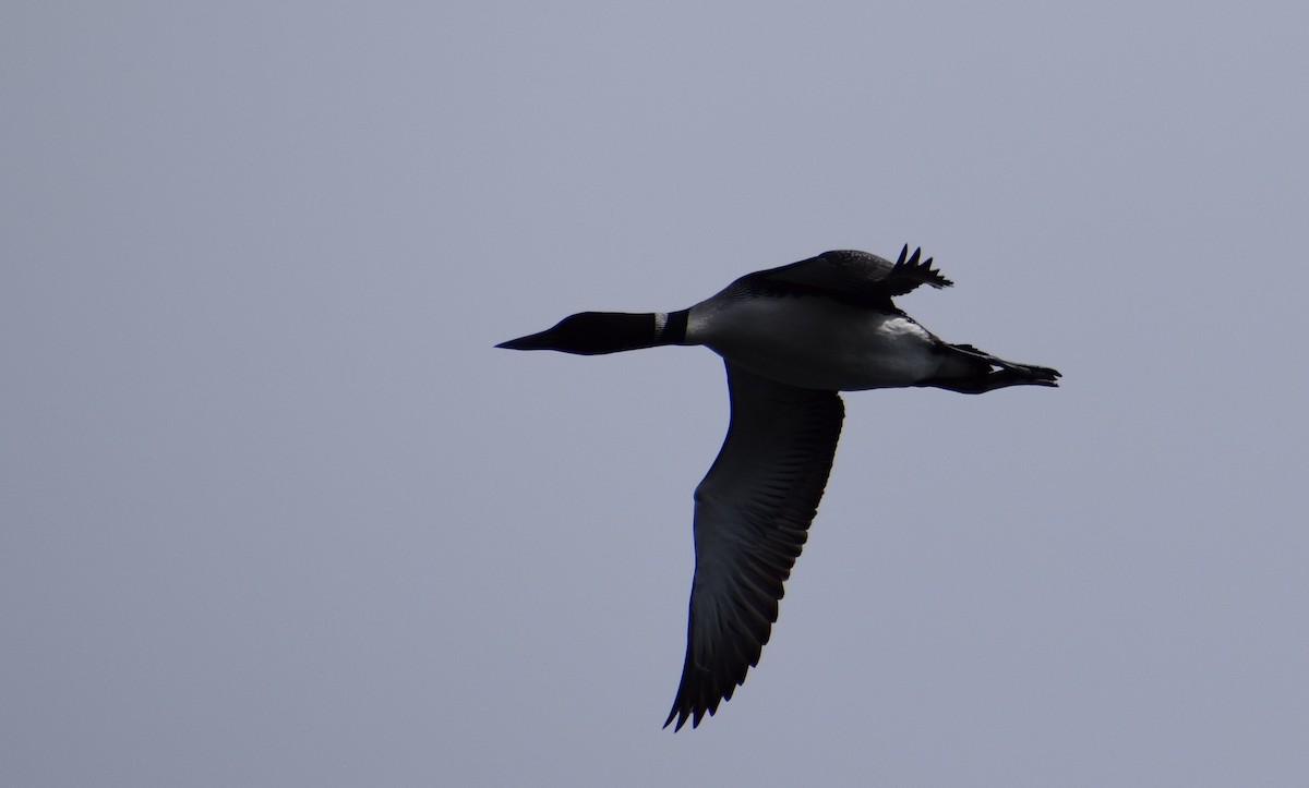 Common Loon - ML498414281