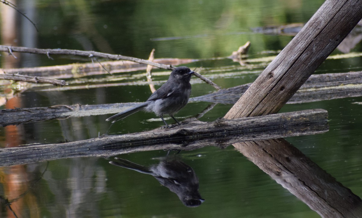 Canada Jay - ML498414371