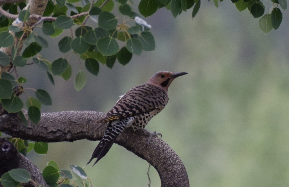 Northern Flicker - Dominique Blanc