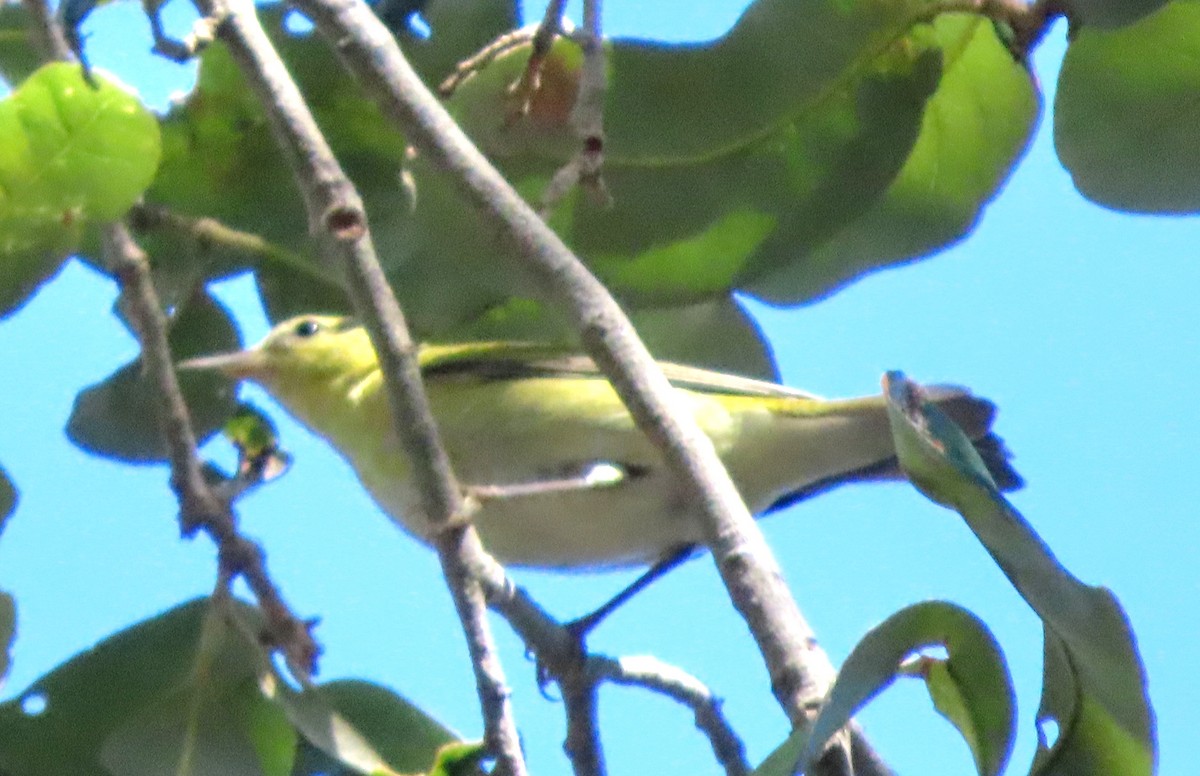 Tennessee Warbler - ML498414951