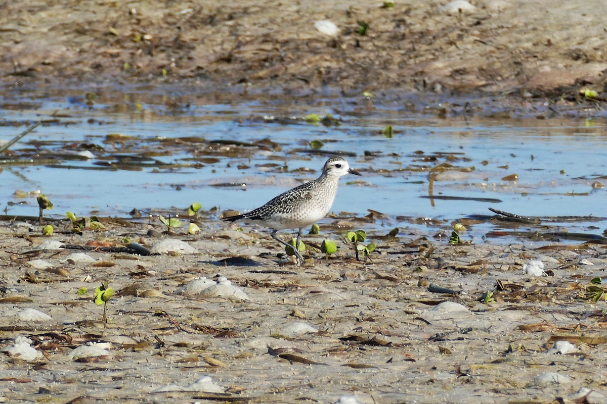 American Golden-Plover - ML498415601