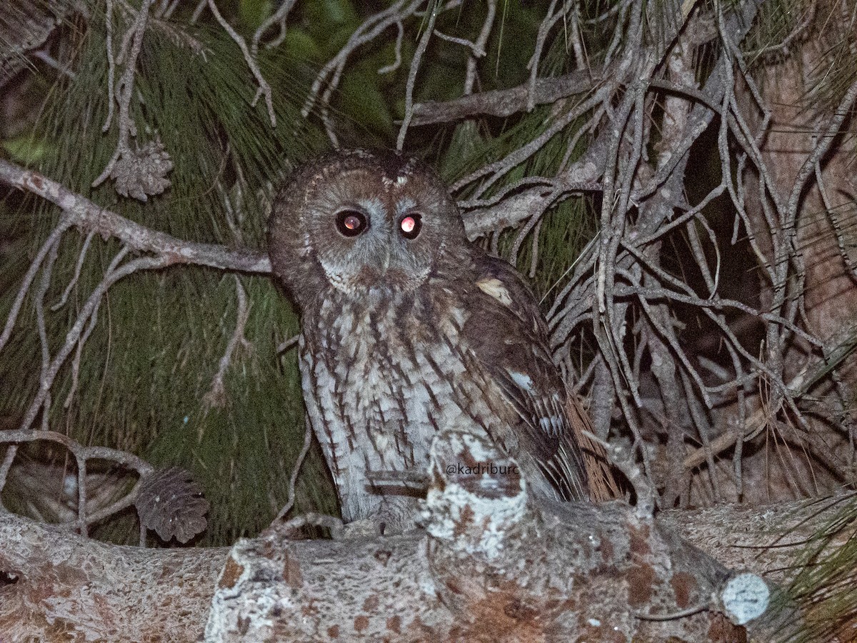 Tawny Owl - ML498415891