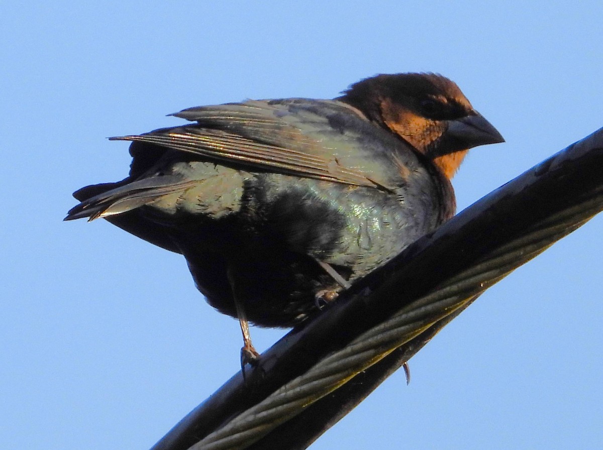 Brown-headed Cowbird - ML498416641