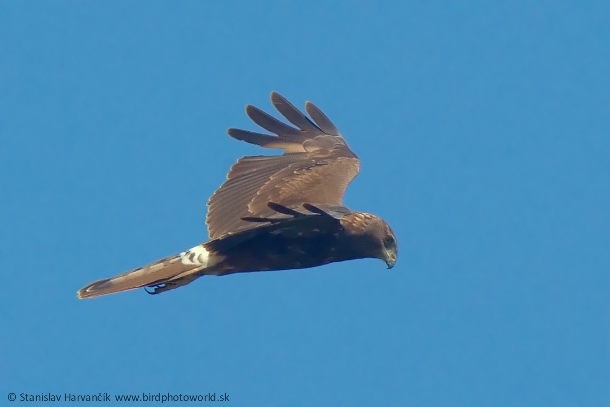 Aguilucho Lagunero de Reunión - ML498417431