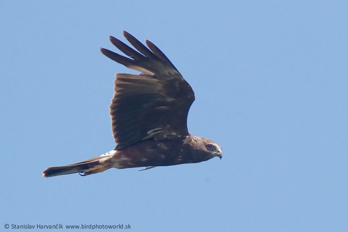 Reunion Harrier - ML498417441