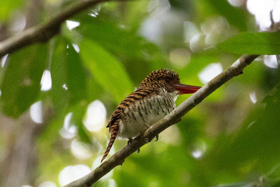 Banded Kingfisher (Black-faced) - ML498417751