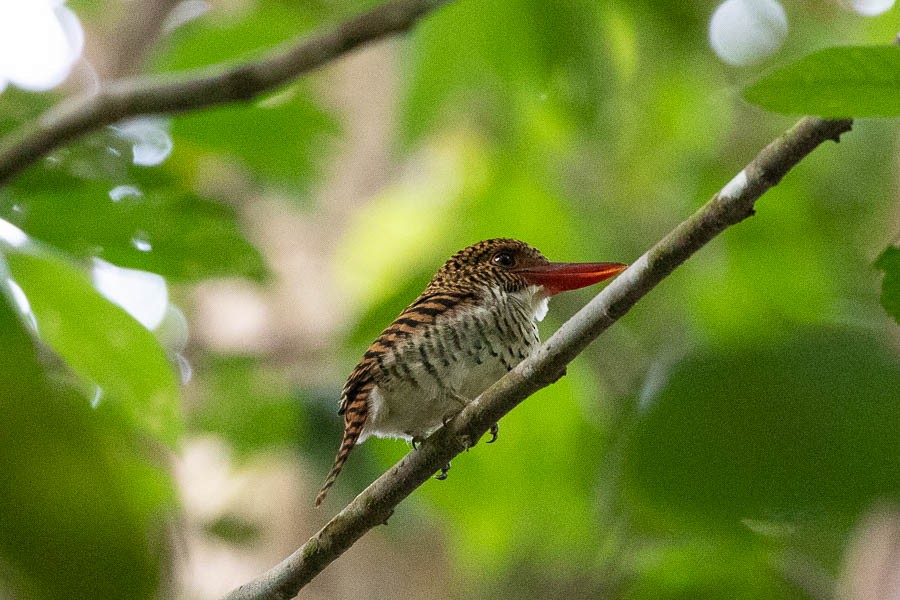 Banded Kingfisher (Black-faced) - ML498417761